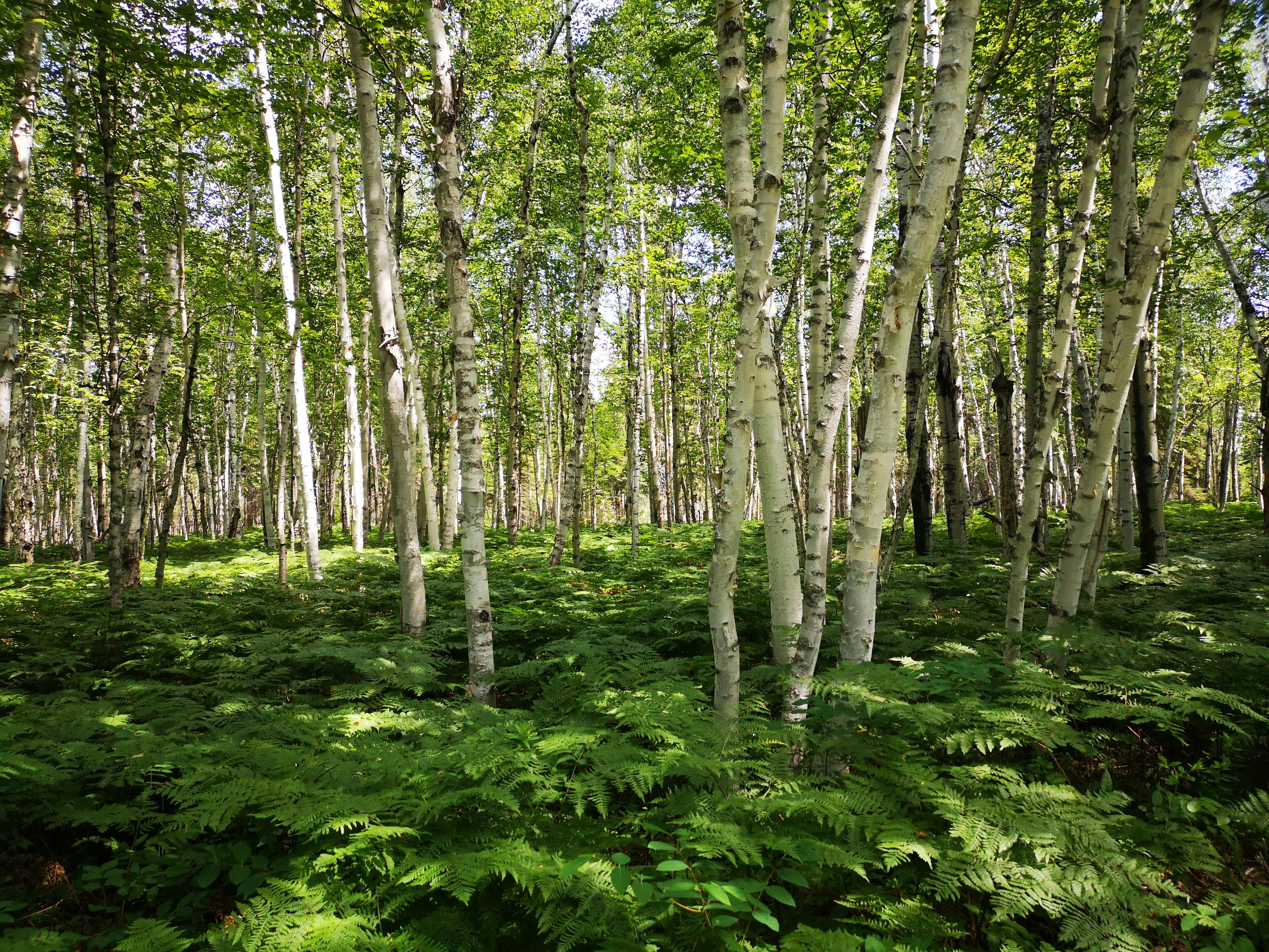 Forest of birches: A typical day in Birkenheide.